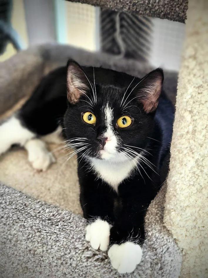 Aurora, ADOPTABLE, Young Female Domestic Short Hair.