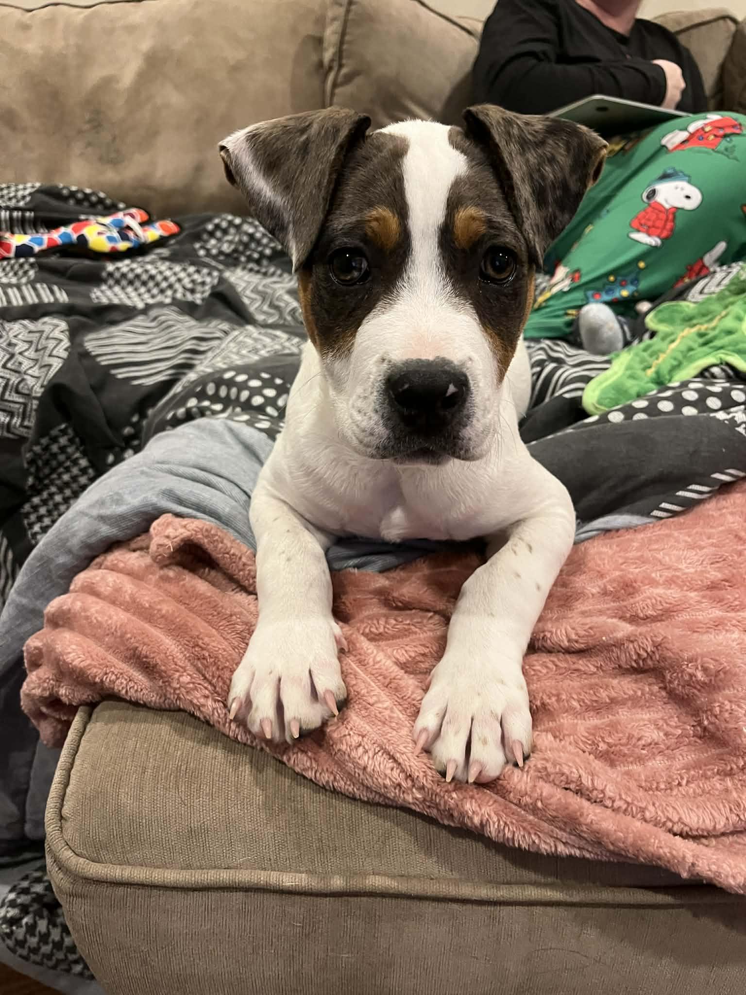 Curious George, adopted, Puppy Male Pit Bull Terrier.