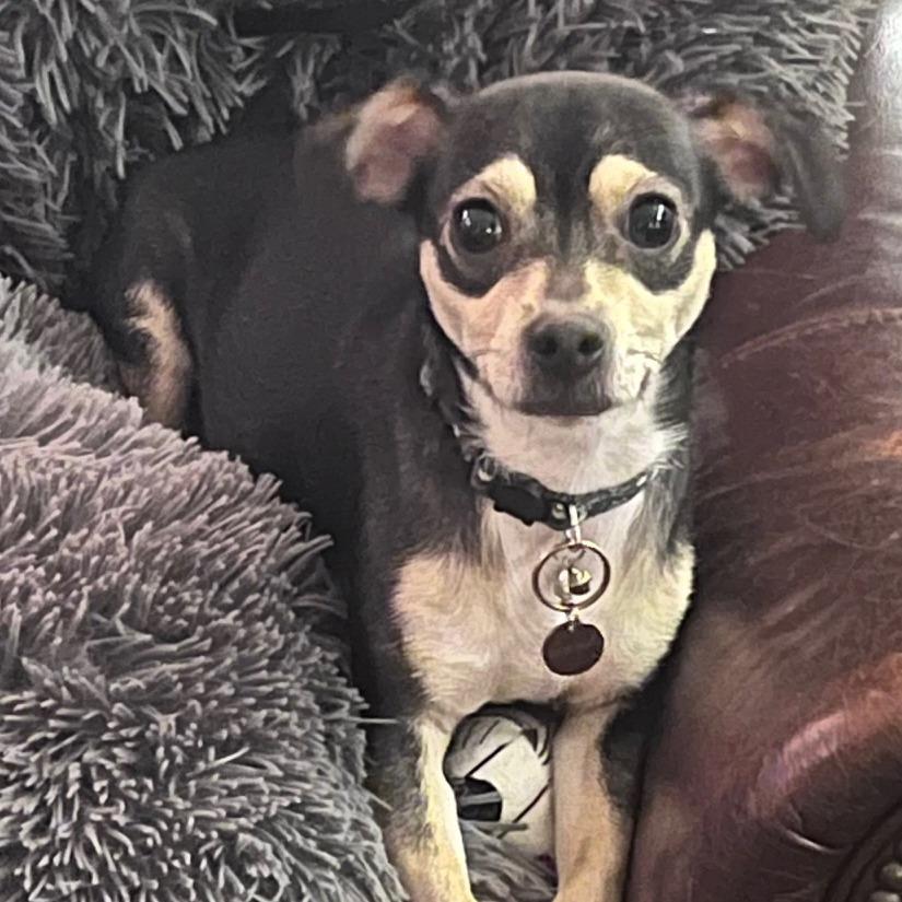 Dexter, Adoptable, Young Male Chihuahua & Dachshund.