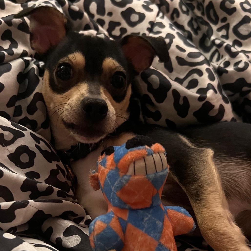 Enlarge Dexter, a Adoptable mixed breed in Lenoir, NC image 2/4