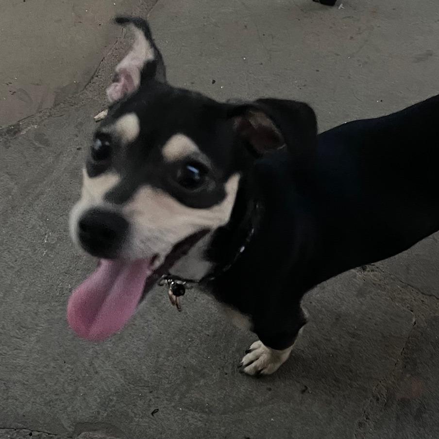 Enlarge Dexter, a Adoptable mixed breed in Lenoir, NC image 3/4