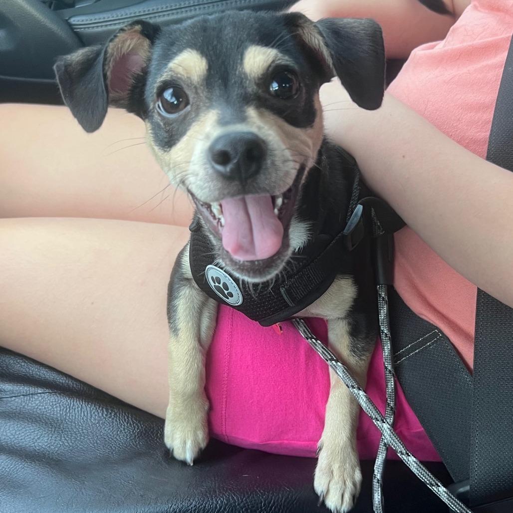 Enlarge Dexter, a Adoptable mixed breed in Lenoir, NC image 4/4