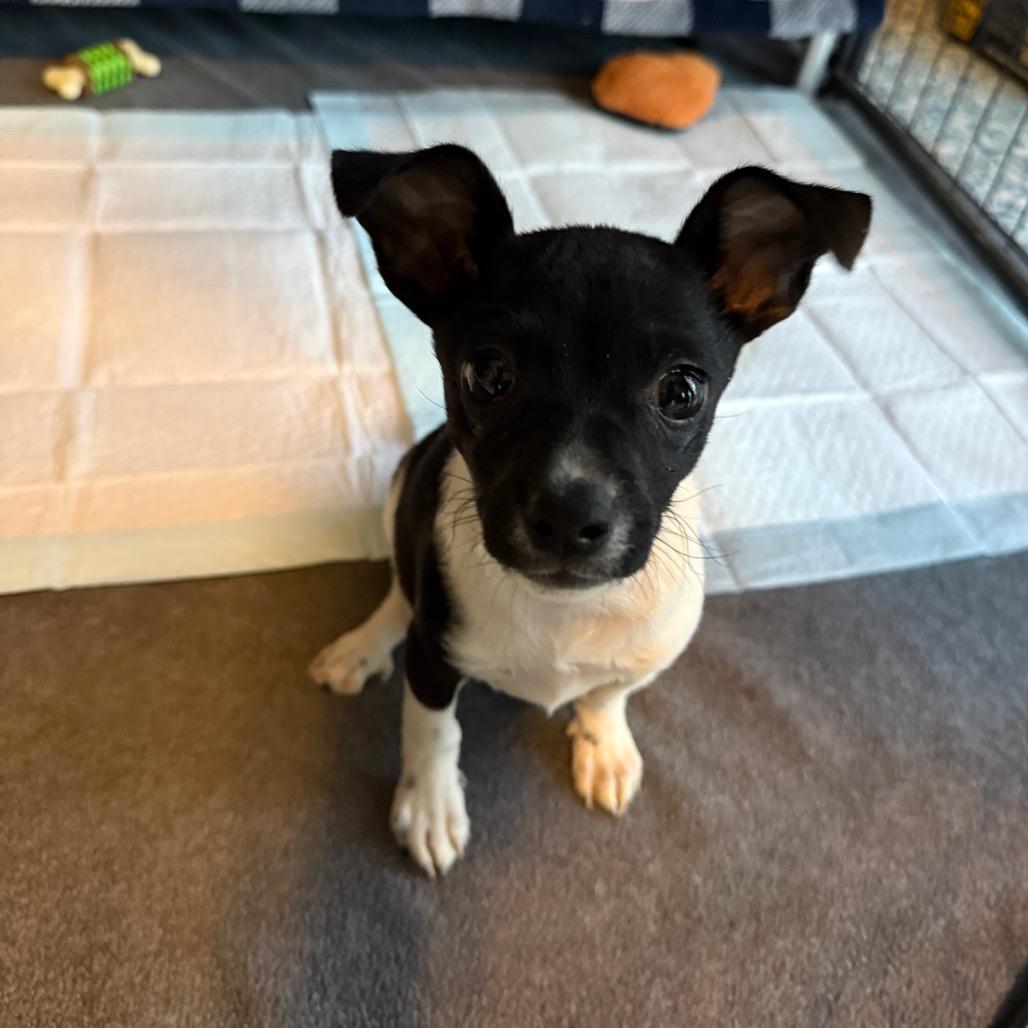 Enlarge Clover, a ADOPTABLE mixed breed in Farmington, CT image 2/2