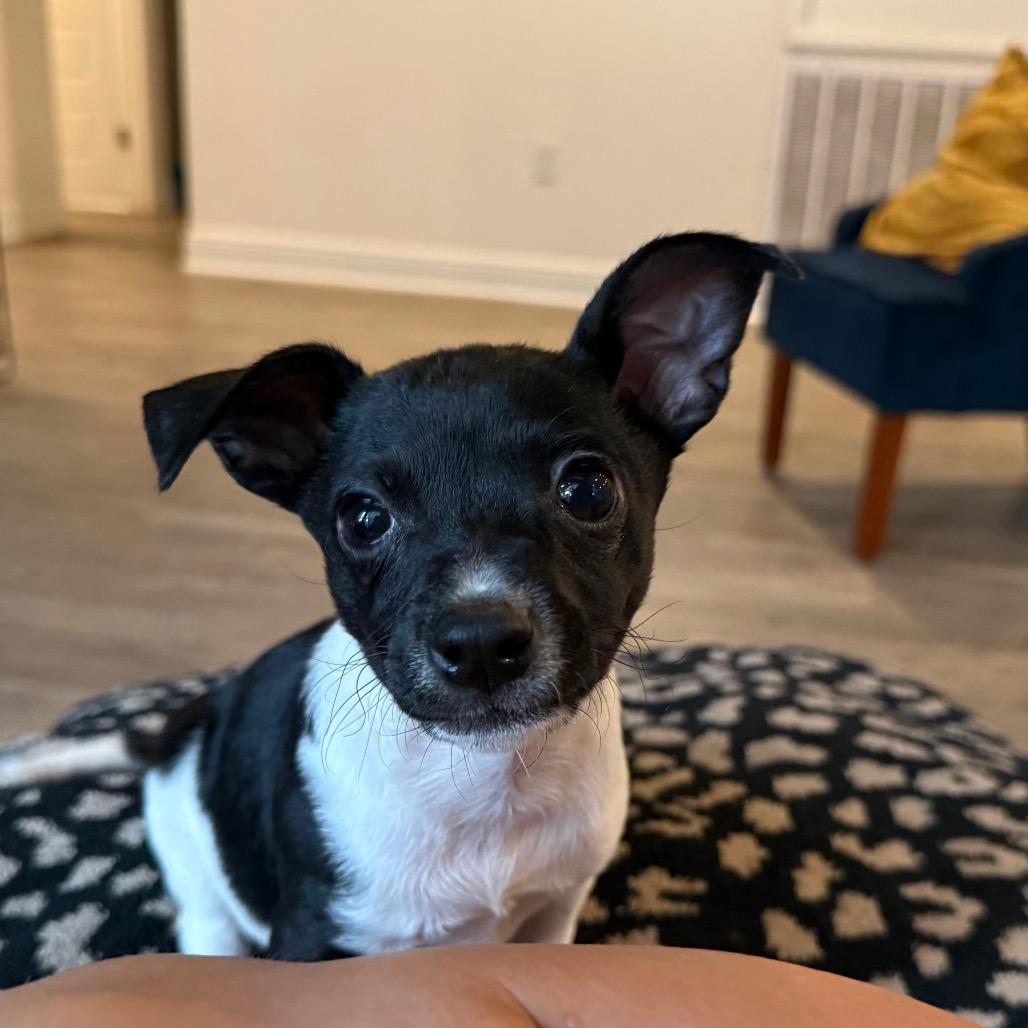 Clover, ADOPTABLE, Puppy Female Rat Terrier.
