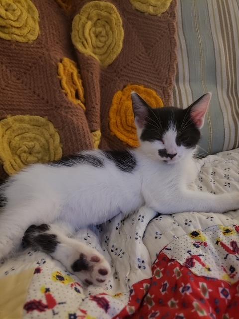 Billy Bob, Baby Male Domestic Short Hair