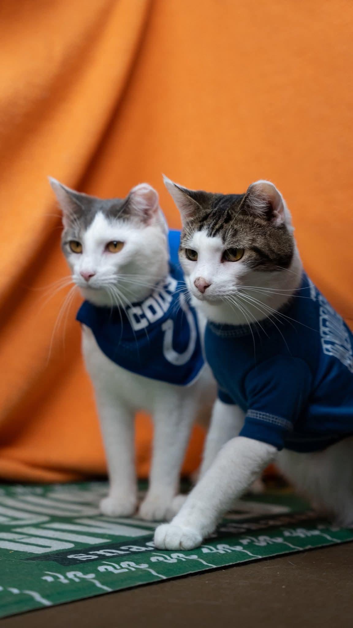 Airhead bonded to Lemonhead, a Adoptable Domestic Short Hair in Alexandria, IN image 1/2