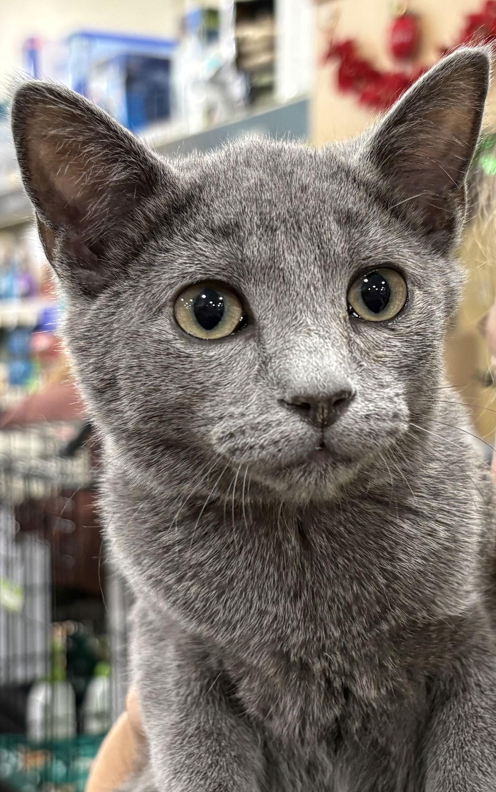 Woody, a Adoptable Domestic Short Hair in McKinney, TX image 1/3