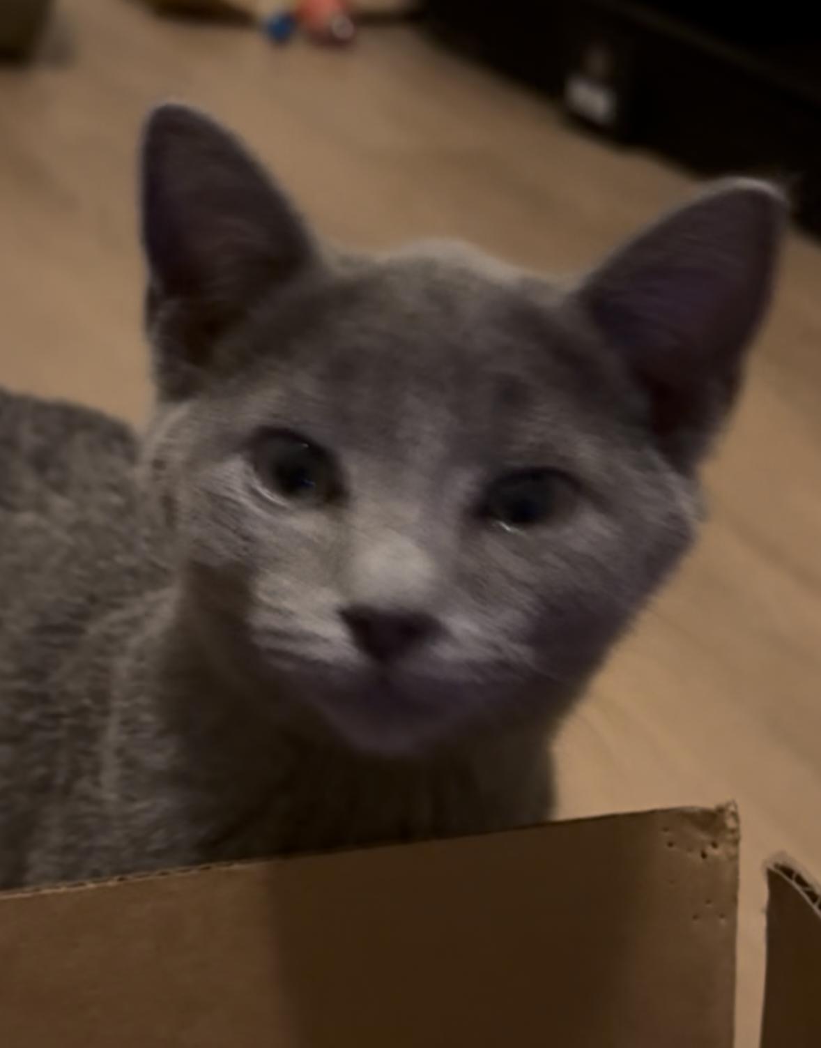 Woody, a Adoptable Domestic Short Hair in McKinney, TX image 2/3