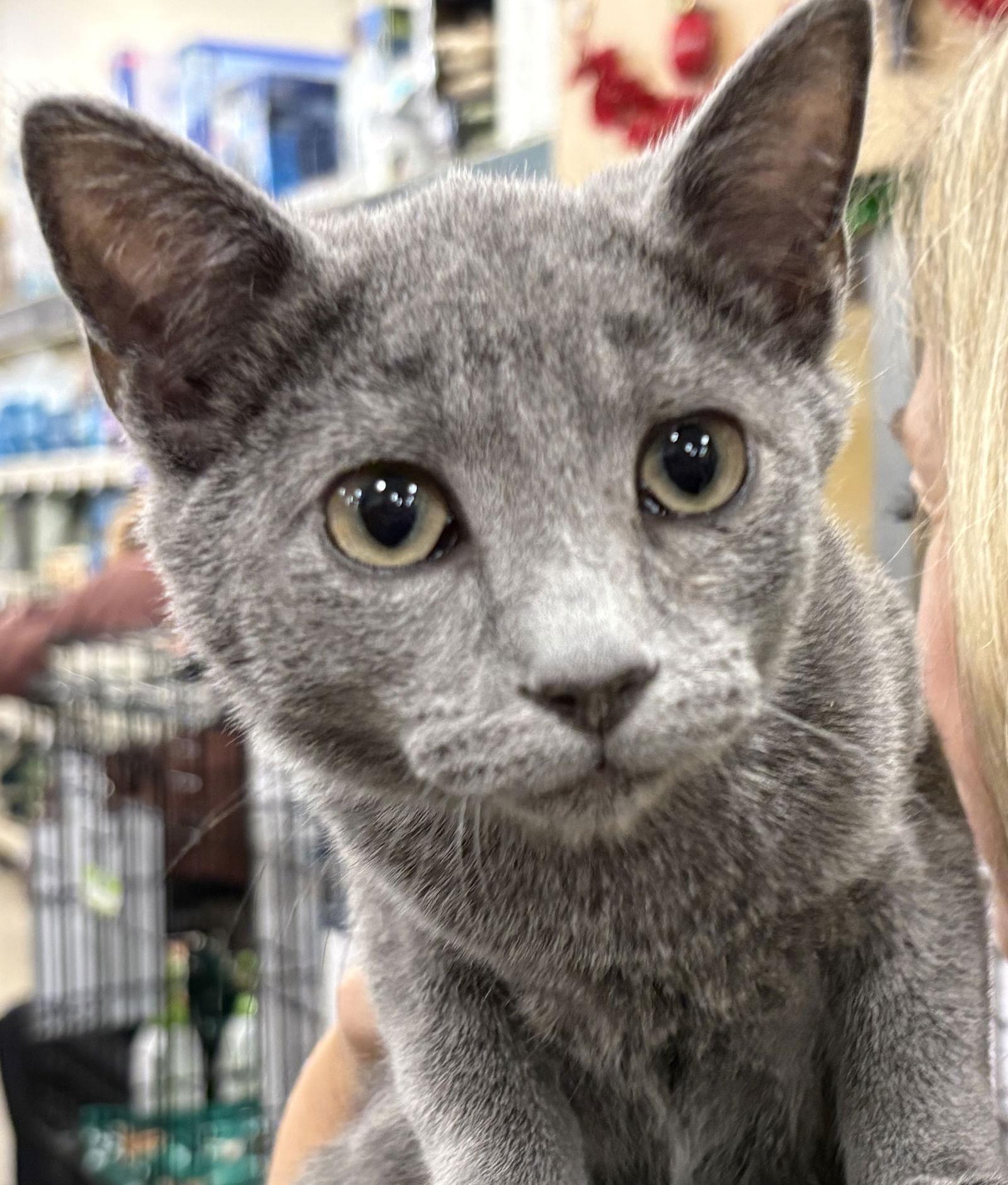 Woody, a Adoptable Domestic Short Hair in McKinney, TX image 3/3