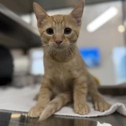 Enlarge Sausage, a Adoptable mixed breed in Bullhead City, AZ image 1/1