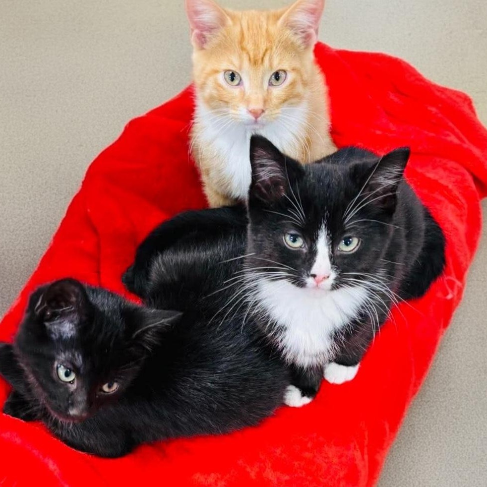 Enlarge Sunny, a Adoptable American Shorthair in Lafayette, TN image 2/2