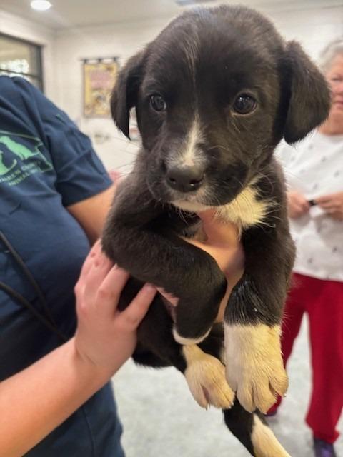 MISTER, Adoptable, Puppy Male Mixed Breed.