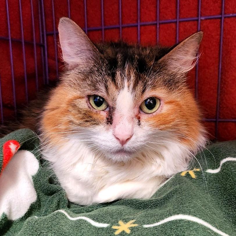 Danita, Adoptable, Senior Female Domestic Medium Hair.
