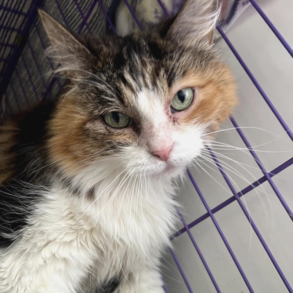 Danita, Adoptable, Senior Female Domestic Medium Hair.