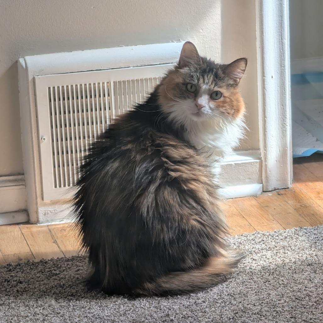 Enlarge Danita, a Adoptable Domestic Medium Hair in Salt Lake City, UT image 3/6