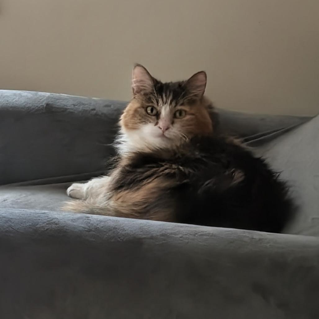 Enlarge Danita, a Adoptable Domestic Medium Hair in Salt Lake City, UT image 4/6