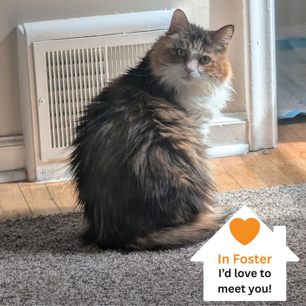 Enlarge Danita, a Adoptable Domestic Medium Hair in Salt Lake City, UT image 5/6