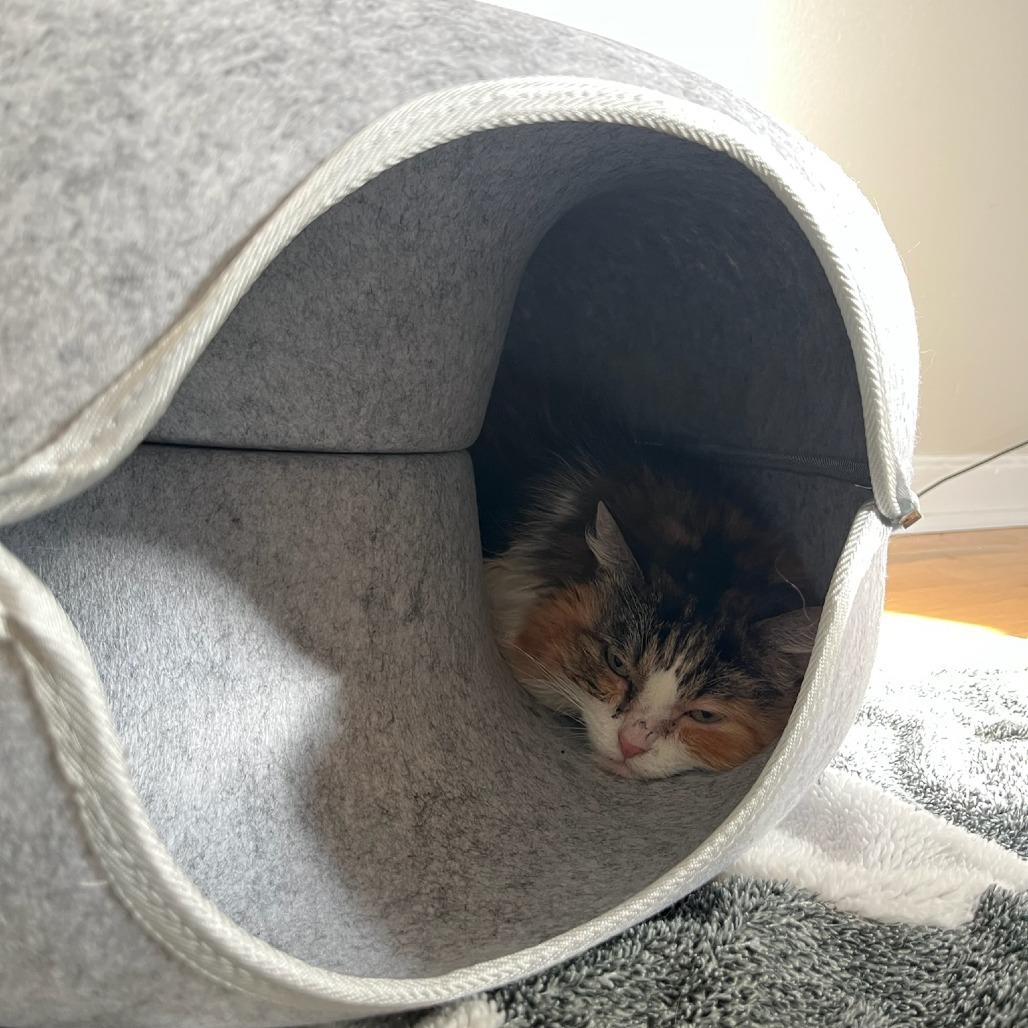 Enlarge Danita, a Adoptable Domestic Medium Hair in Salt Lake City, UT image 4/5