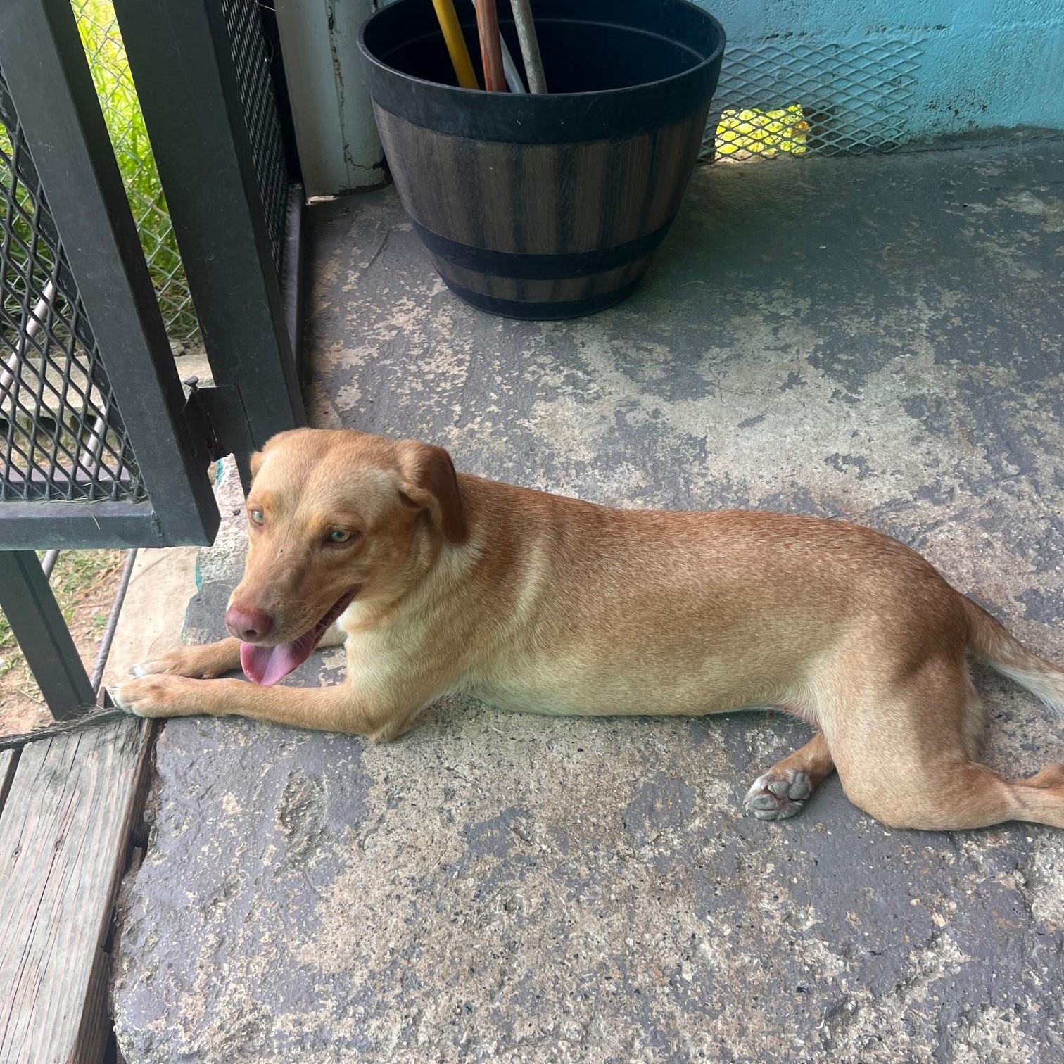 Enlarge Velvet, a ADOPTABLE mixed breed in Milwaukie, OR image 2/4