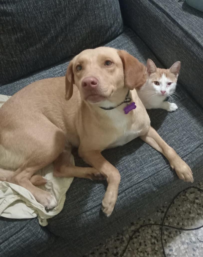 Enlarge Velvet, a ADOPTABLE mixed breed in Milwaukie, OR image 1/4