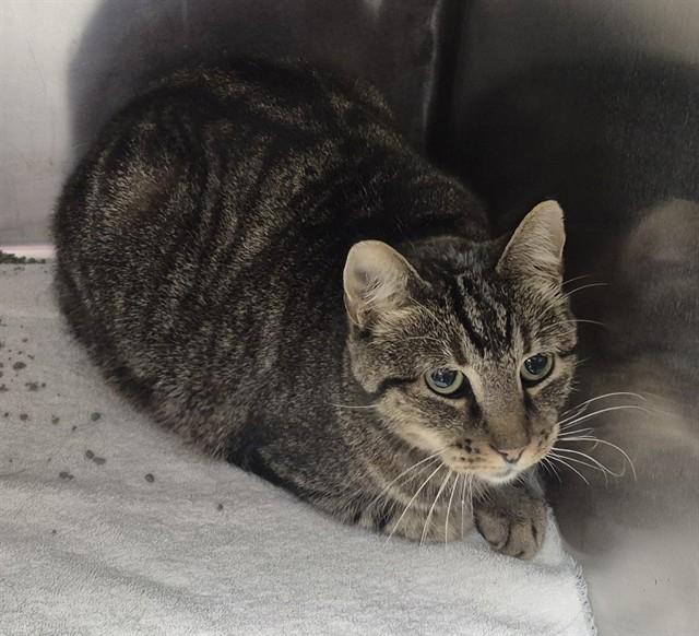 Enlarge MISSY, a Adoptable Domestic Short Hair in Decatur, IL image 1/1