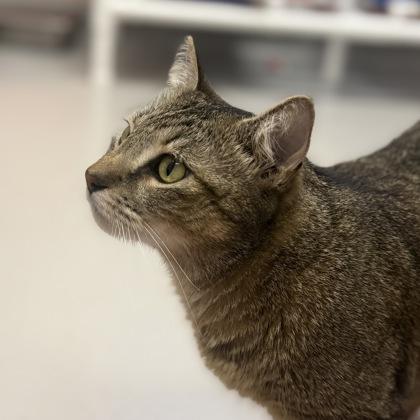 Enlarge Franklin, a Adoptable mixed breed in Largo, FL image 1/3
