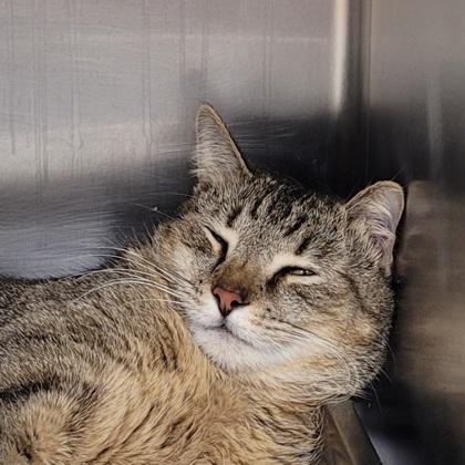 Enlarge Franklin, a Adoptable mixed breed in Largo, FL image 2/3