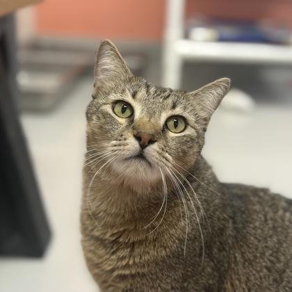 Enlarge Franklin, a Adoptable mixed breed in Largo, FL image 3/3