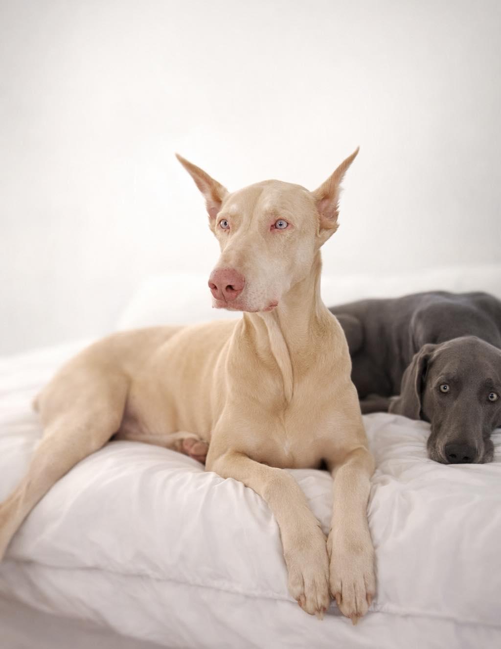 Azzy, an adopted Doberman Pinscher in Jacksonville, NC image 2/4