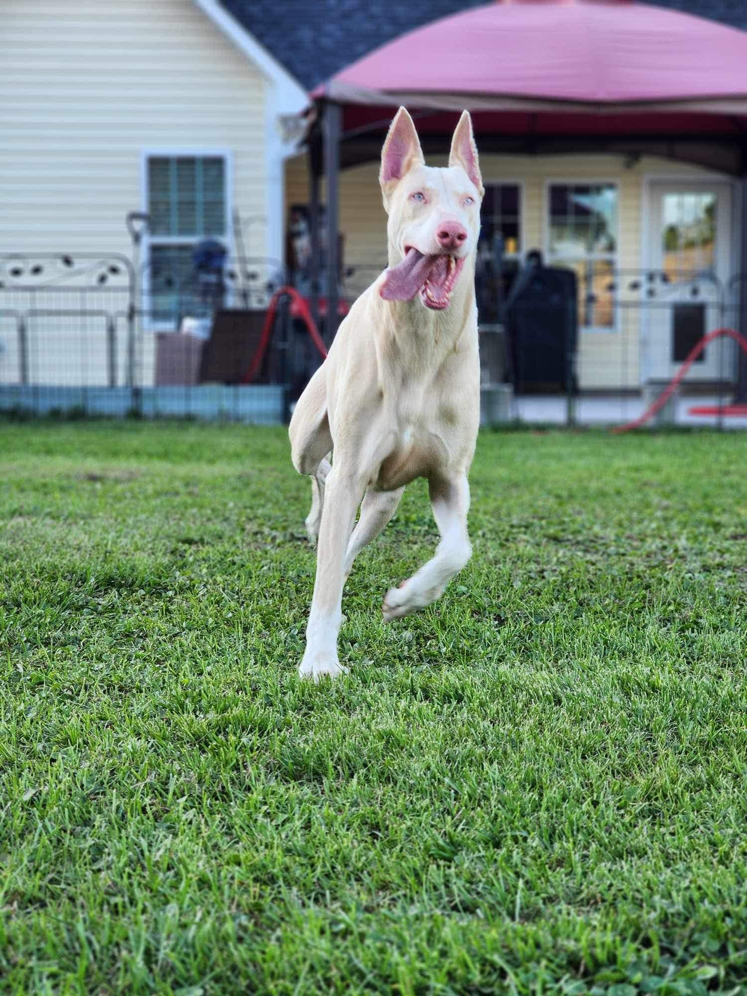Azzy, an adopted Doberman Pinscher in Jacksonville, NC image 4/4