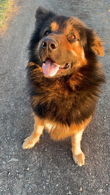 Bear, Adoptable, Adult Male Mixed Breed & Mixed Breed.
