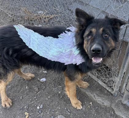 Enlarge Bear, a Adoptable Mixed Breed in Pendleton, OR image 2/3