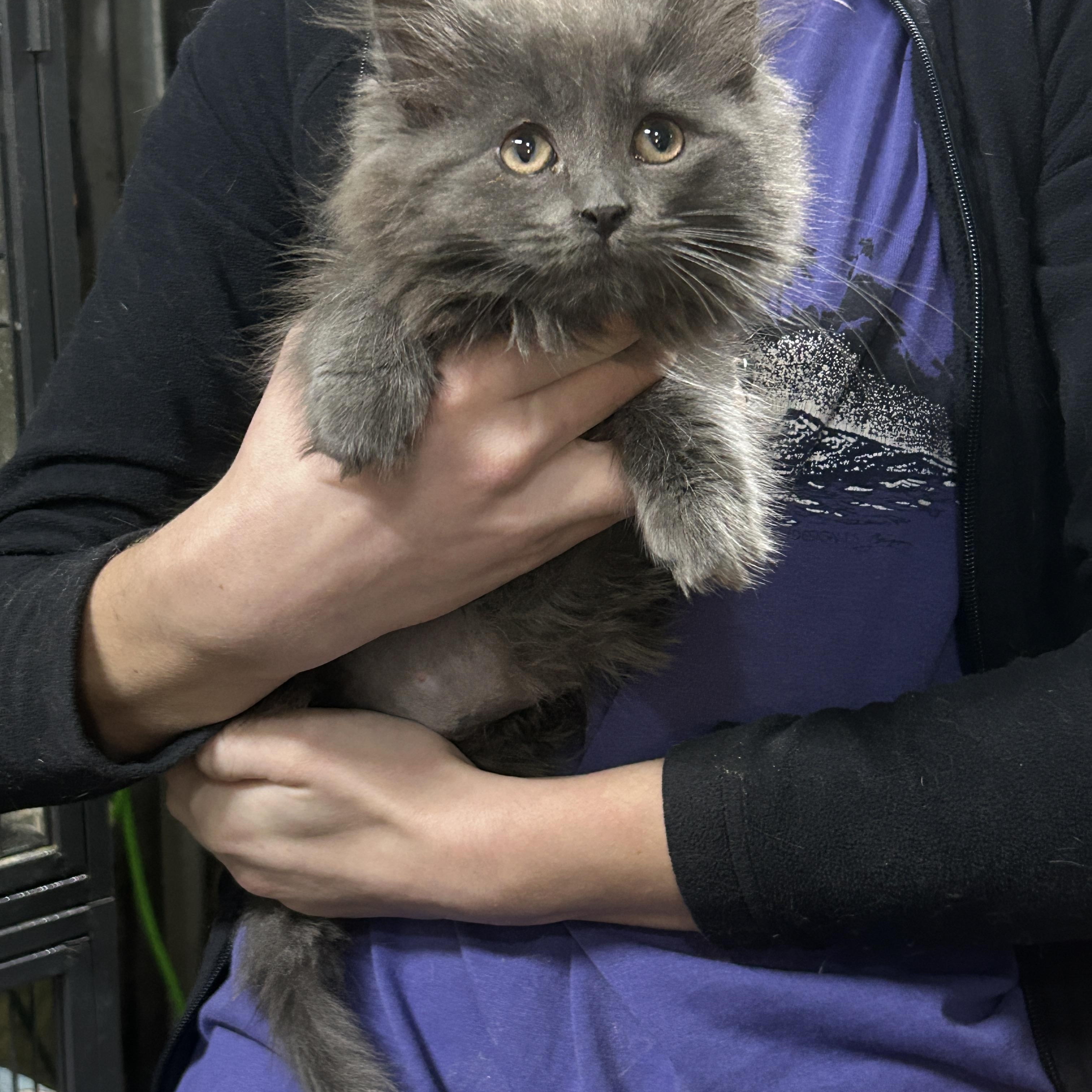 CHARLOTTE, a ADOPTABLE Domestic Long Hair in Tillsonburg, ON image 2/3