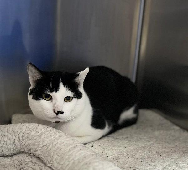 Marty, Adoptable, Adult Male Domestic Short Hair.