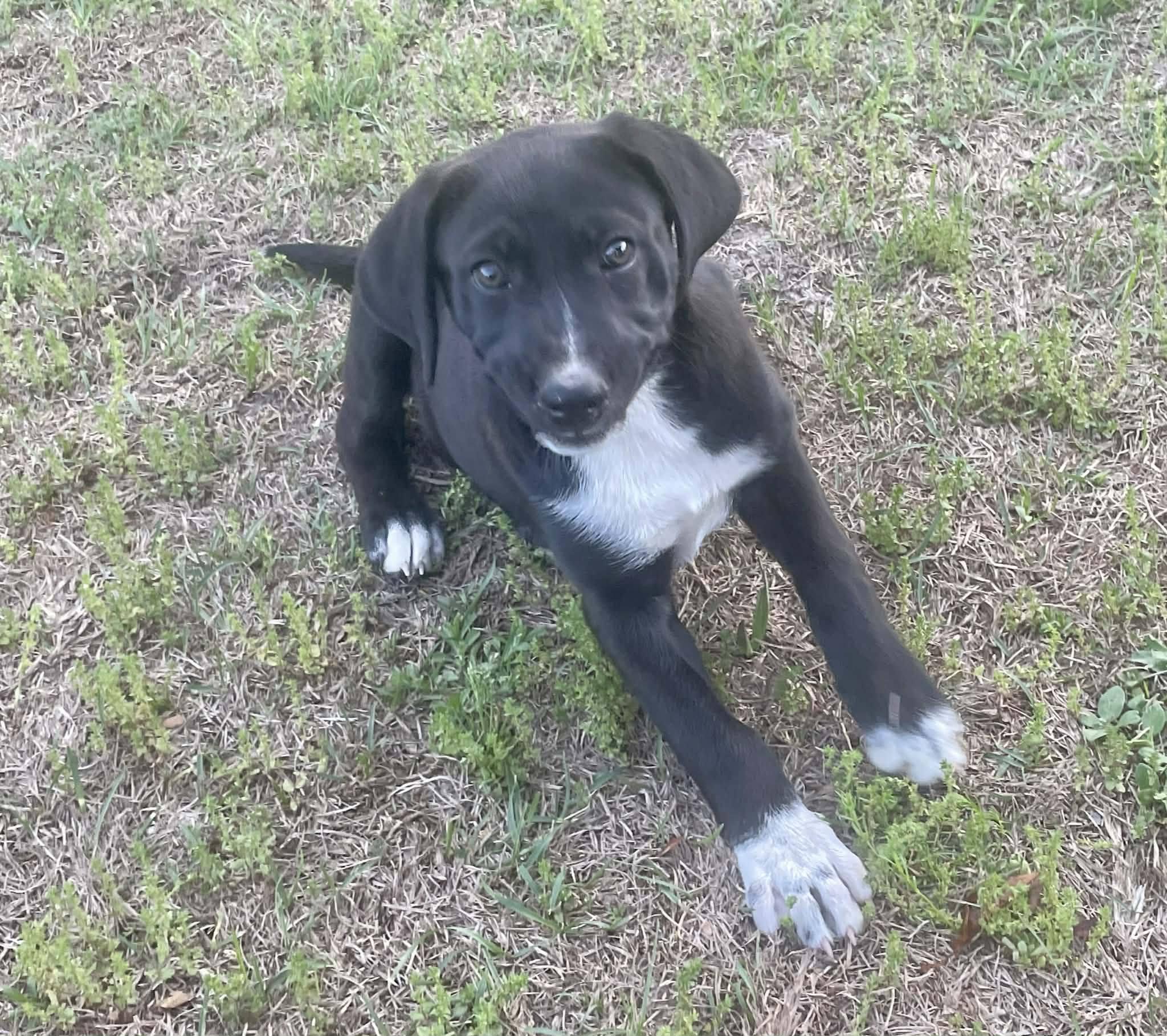 Venus, Adopted, Puppy Female Labrador Retriever.
