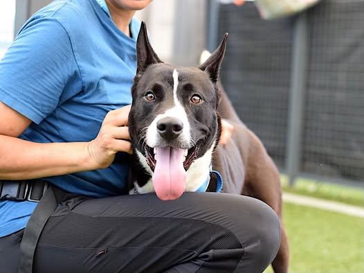 JACKIE / ONYX, a ADOPTABLE mixed breed in Richmond Hill, NY image 2/5