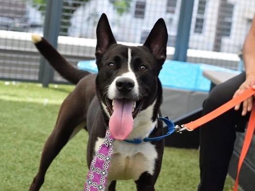 JACKIE / ONYX, a ADOPTABLE mixed breed in Richmond Hill, NY image 1/5