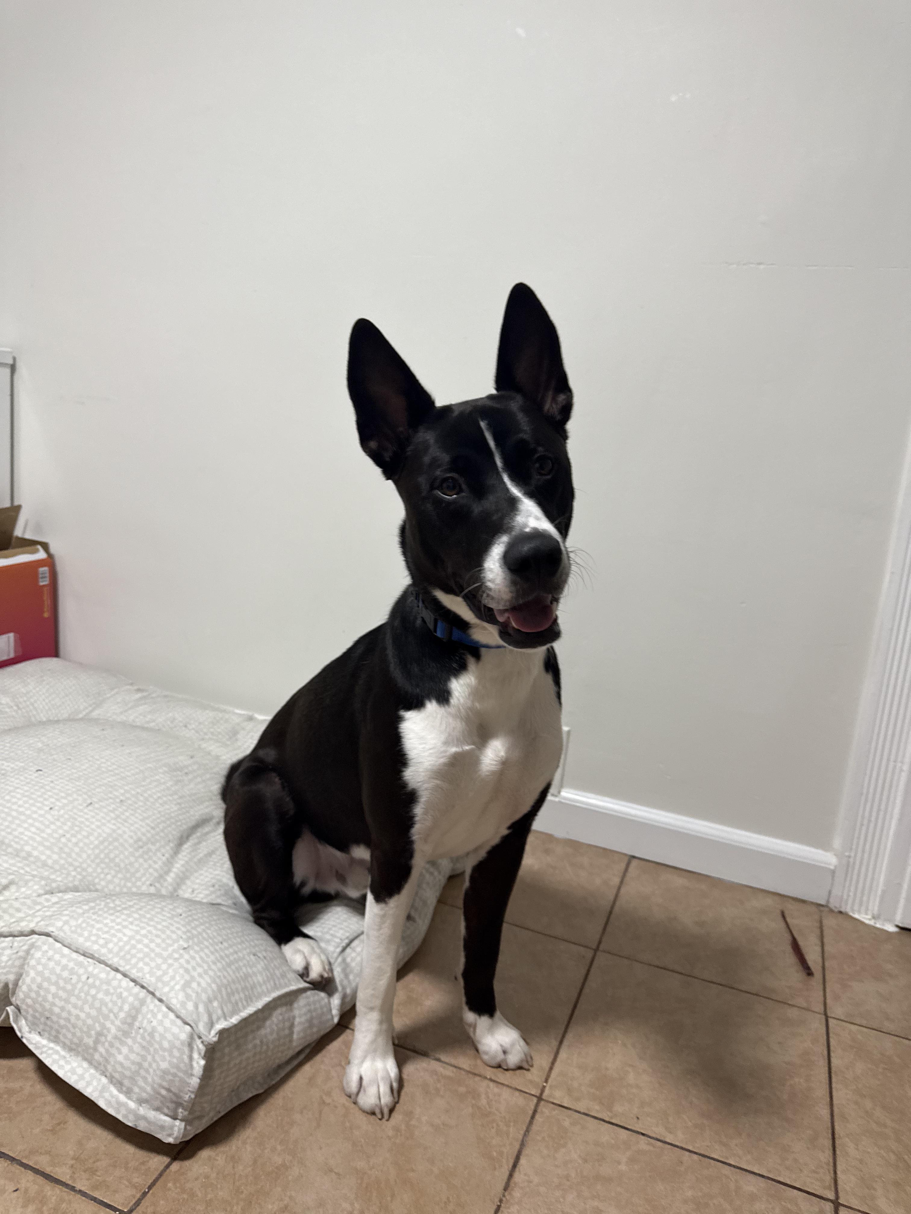 JACKIE / ONYX, a ADOPTABLE mixed breed in Richmond Hill, NY image 3/5