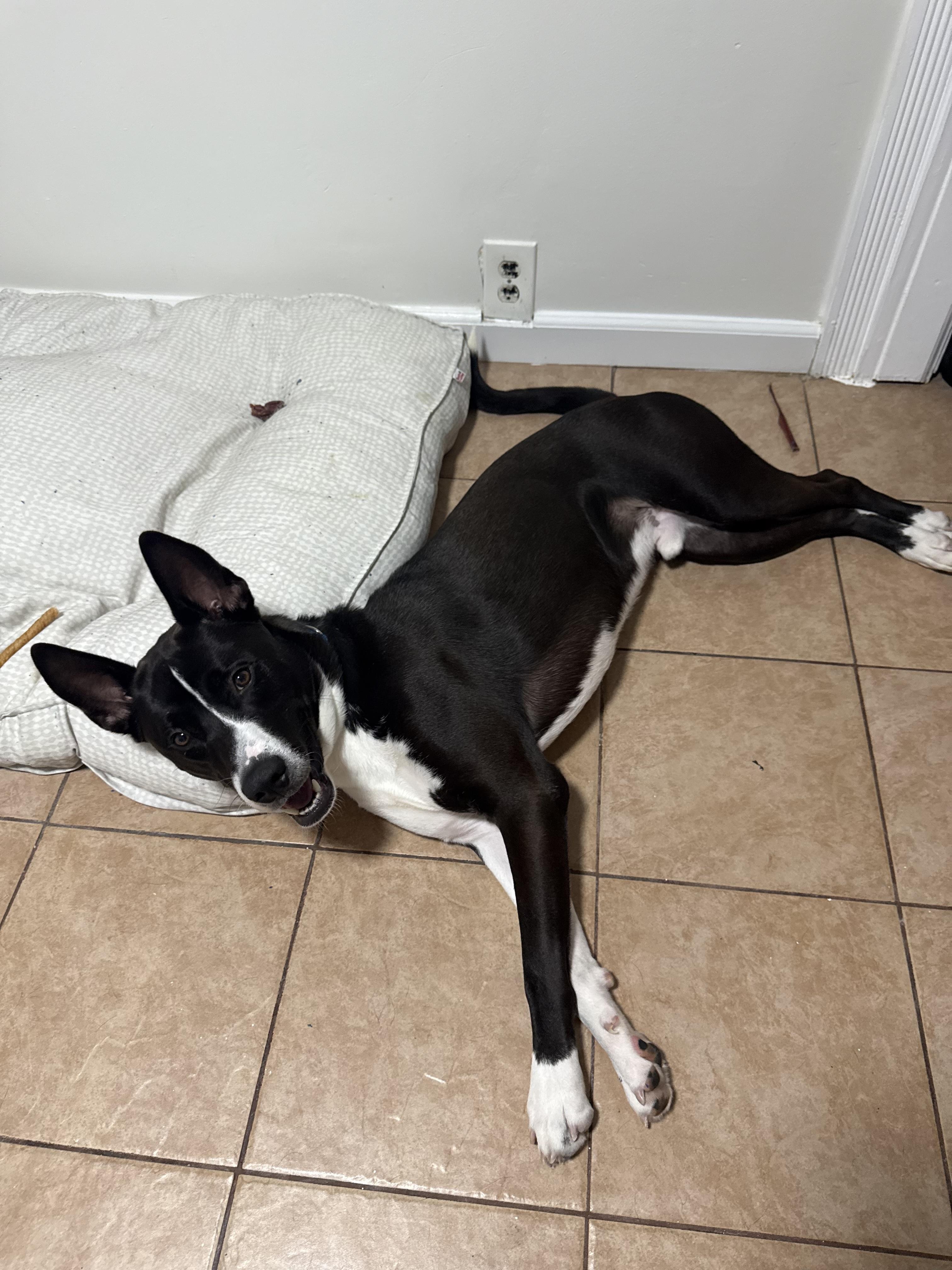 JACKIE / ONYX, a ADOPTABLE mixed breed in Richmond Hill, NY image 5/5