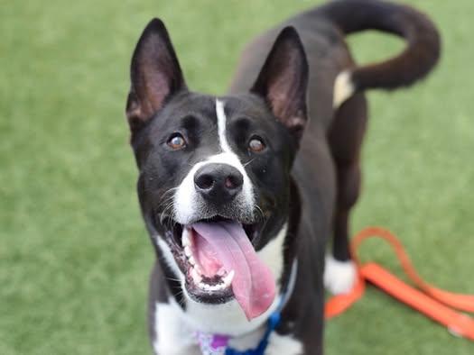 JACKIE / ONYX, a ADOPTABLE mixed breed in Richmond Hill, NY image 4/5