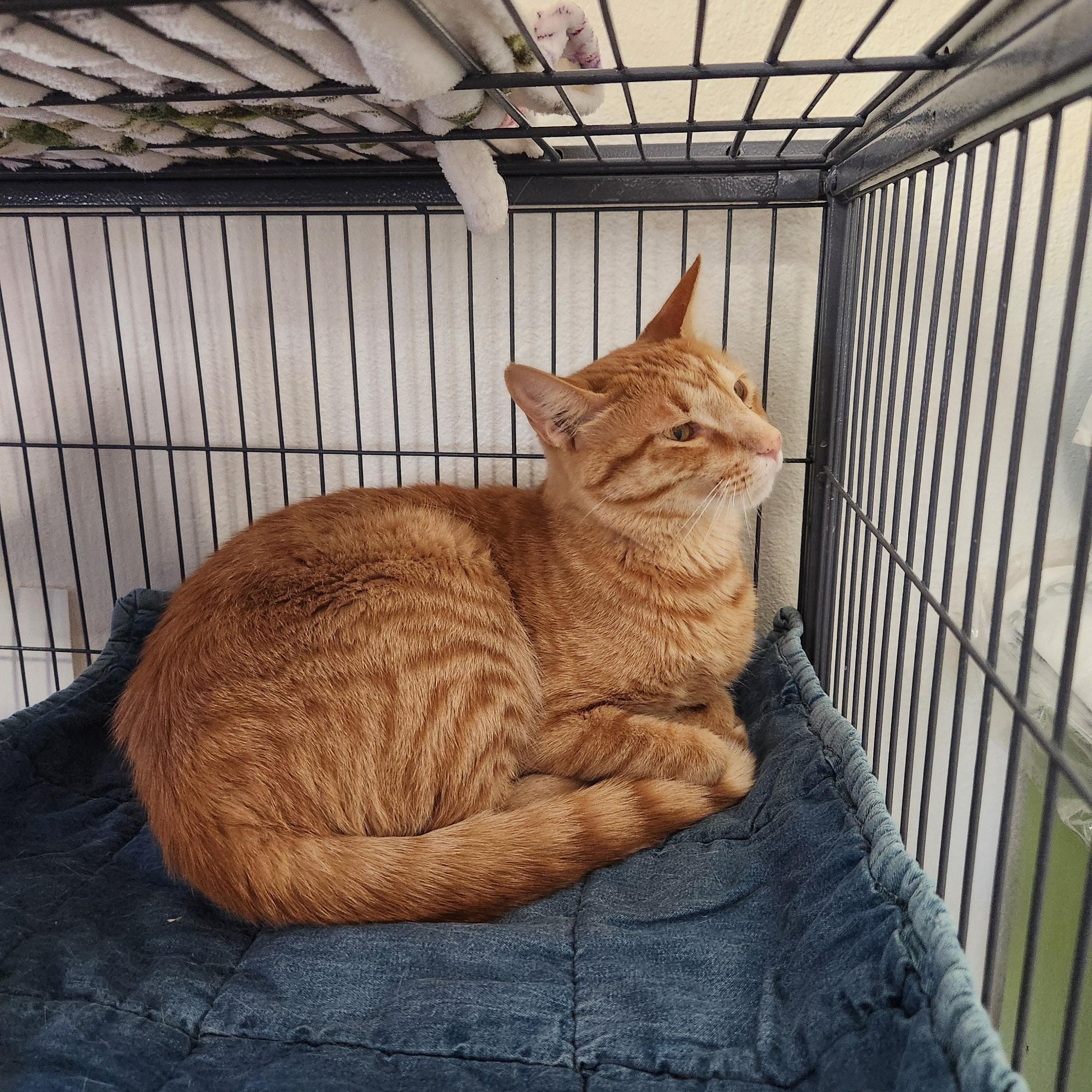Enlarge Punkin, an adopted Domestic Short Hair in Yarnell, AZ image 2/3