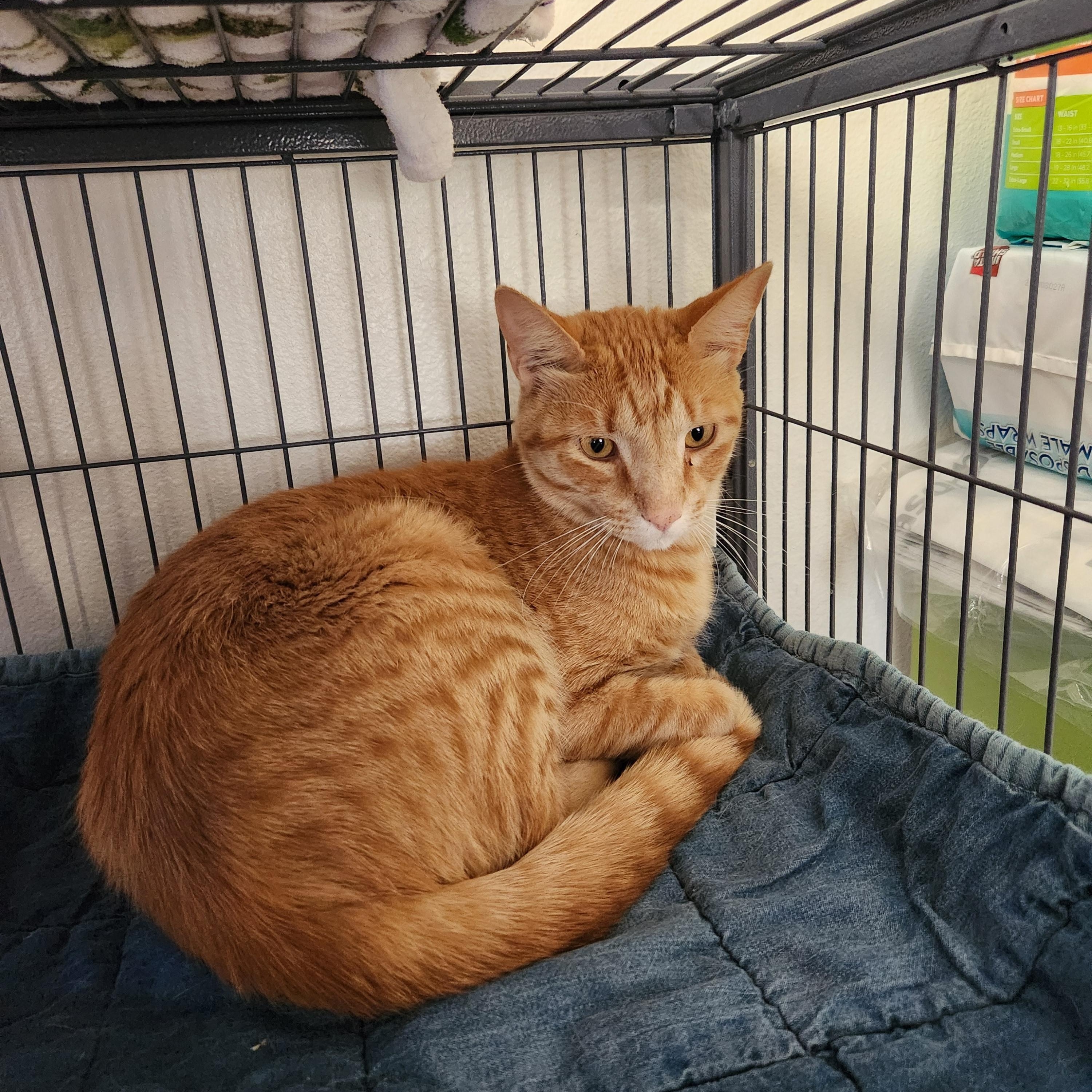 Punkin, adopted, Adult Male Domestic Short Hair.