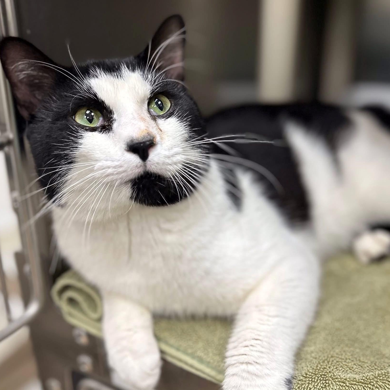 Enlarge Sheriff, a ADOPTABLE Domestic Short Hair in St. Augustine, FL image 3/3