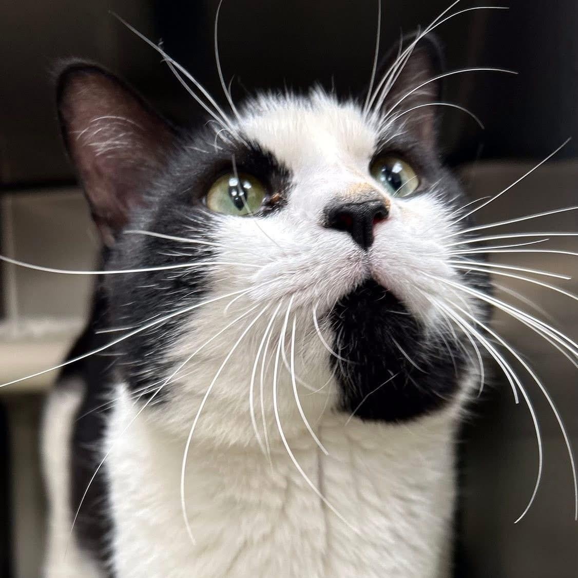 Sheriff, ADOPTABLE, Adult Male Domestic Short Hair.