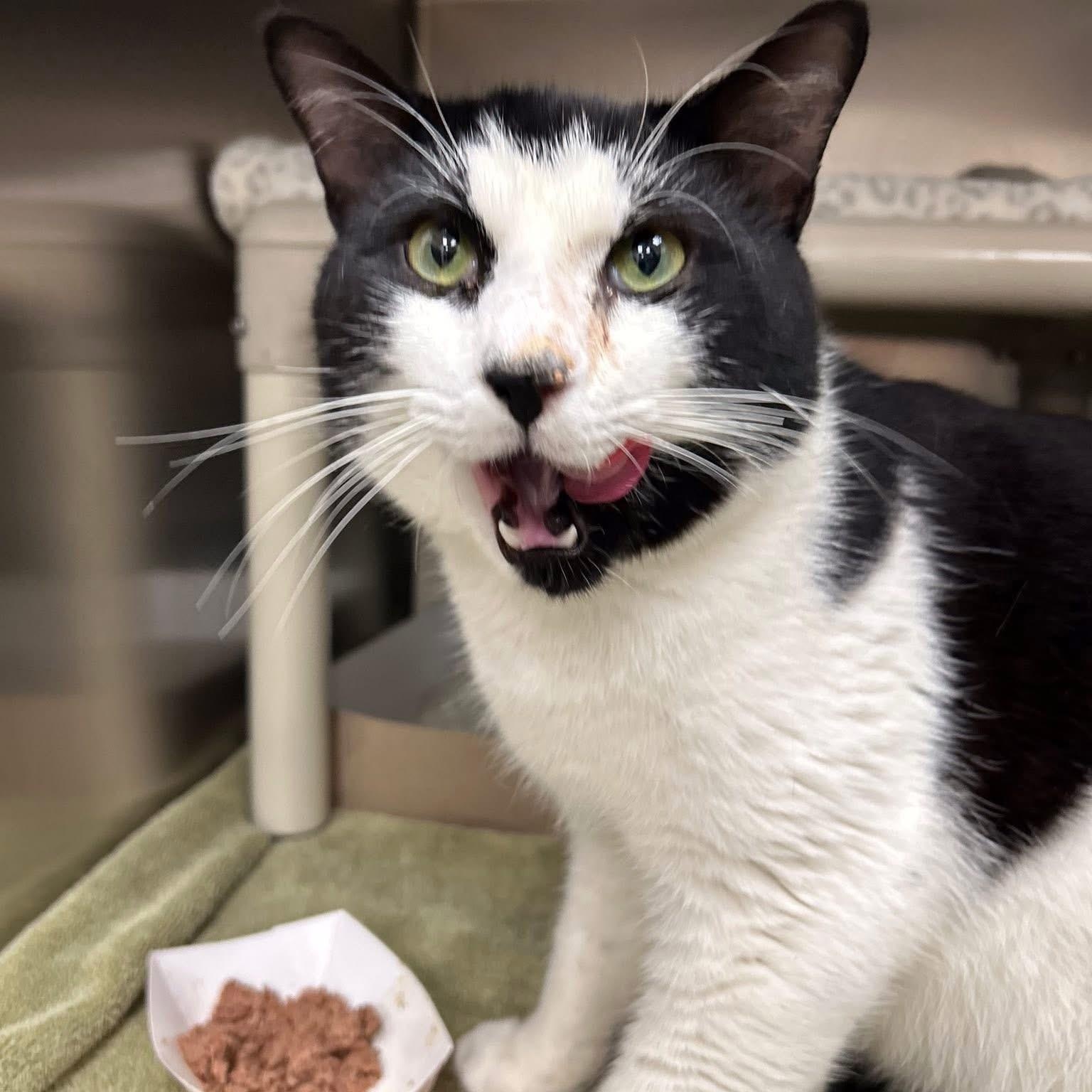 Enlarge Sheriff, a ADOPTABLE Domestic Short Hair in St. Augustine, FL image 2/3