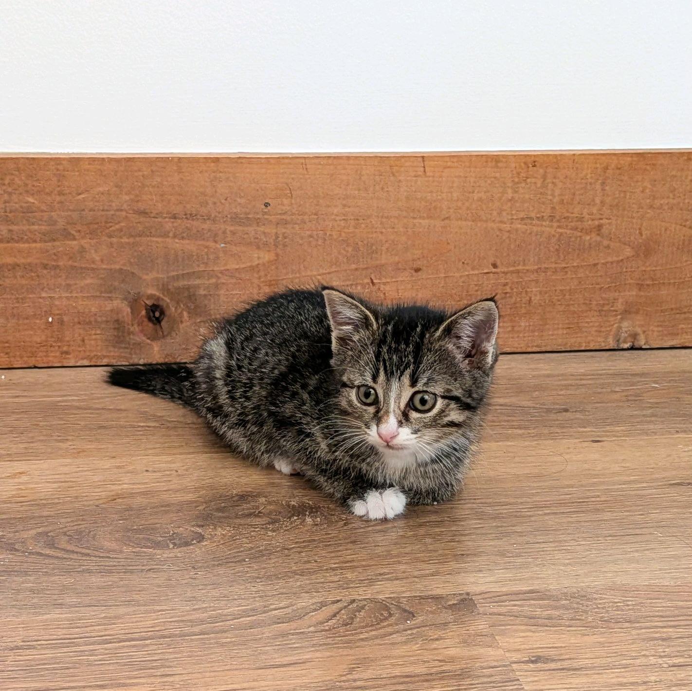 Sweetsie, a ADOPTABLE Domestic Short Hair in Murfreesboro, TN image 2/2