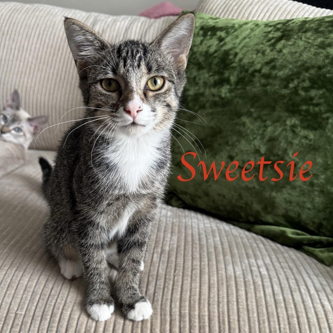 Sweetsie...living proof that life is sweeter with a kitten, ADOPTABLE, Kitten Female Domestic Short Hair.