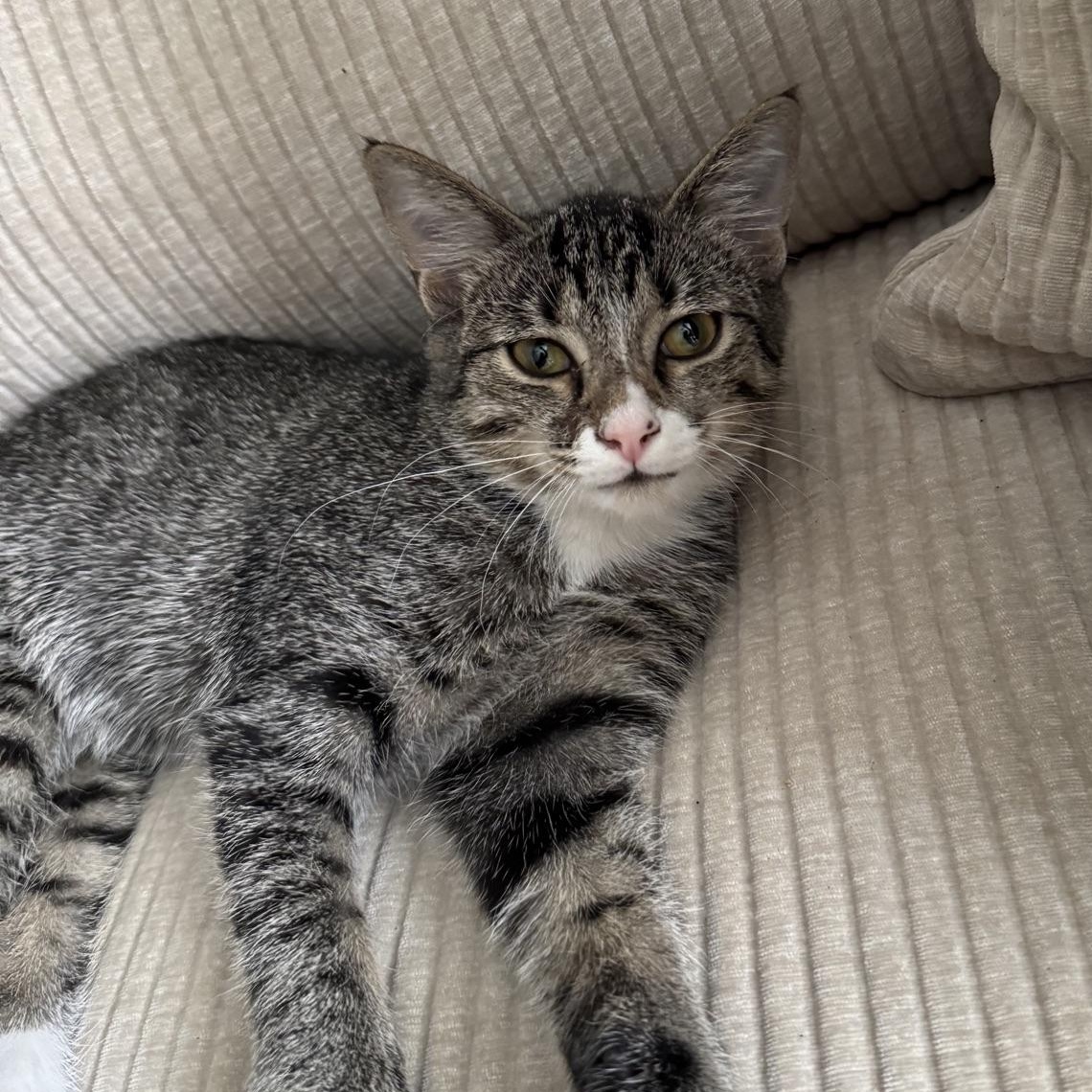 Enlarge Sweetsie...living proof that life is sweeter with a kitten, a ADOPTABLE Domestic Short Hair in Murfreesboro, TN image 2/2