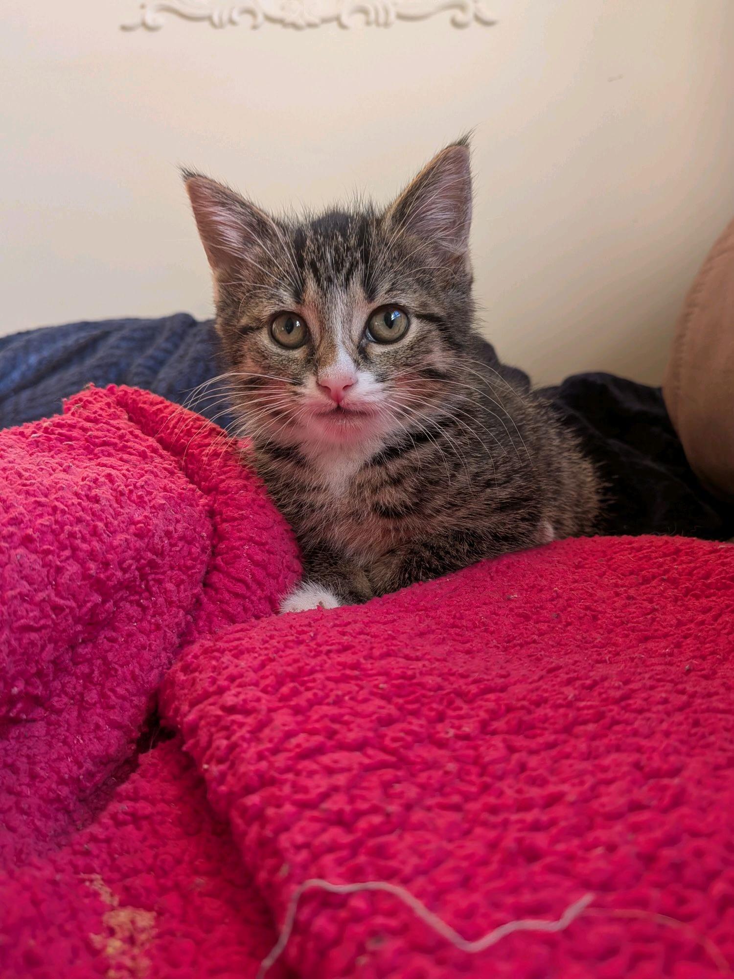 Sweetsie, a ADOPTABLE Domestic Short Hair in Murfreesboro, TN image 1/2
