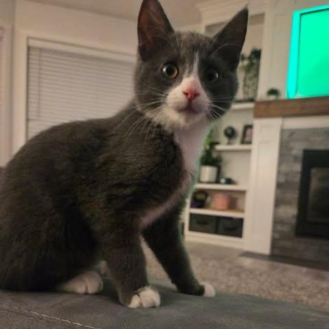 THE FERRY CREW LITTER: LARRY & GARY, an adopted Domestic Short Hair in Campbell River, BC image 4/5